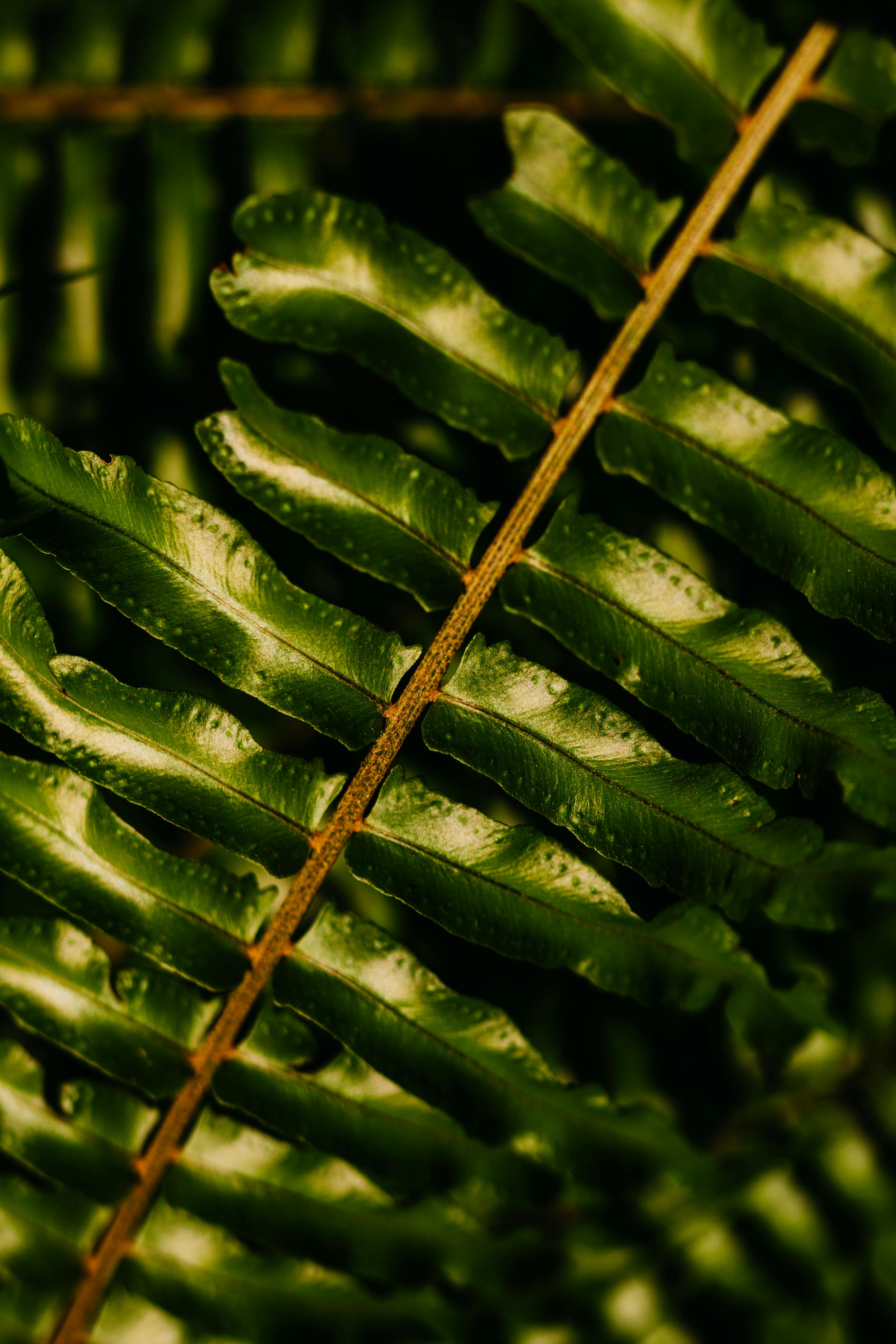 Bezpłatne Szczegółowy widok świeżych zielonych liści paproci ukazujących naturalną fakturę i wzór. Zdjęcie z galerii