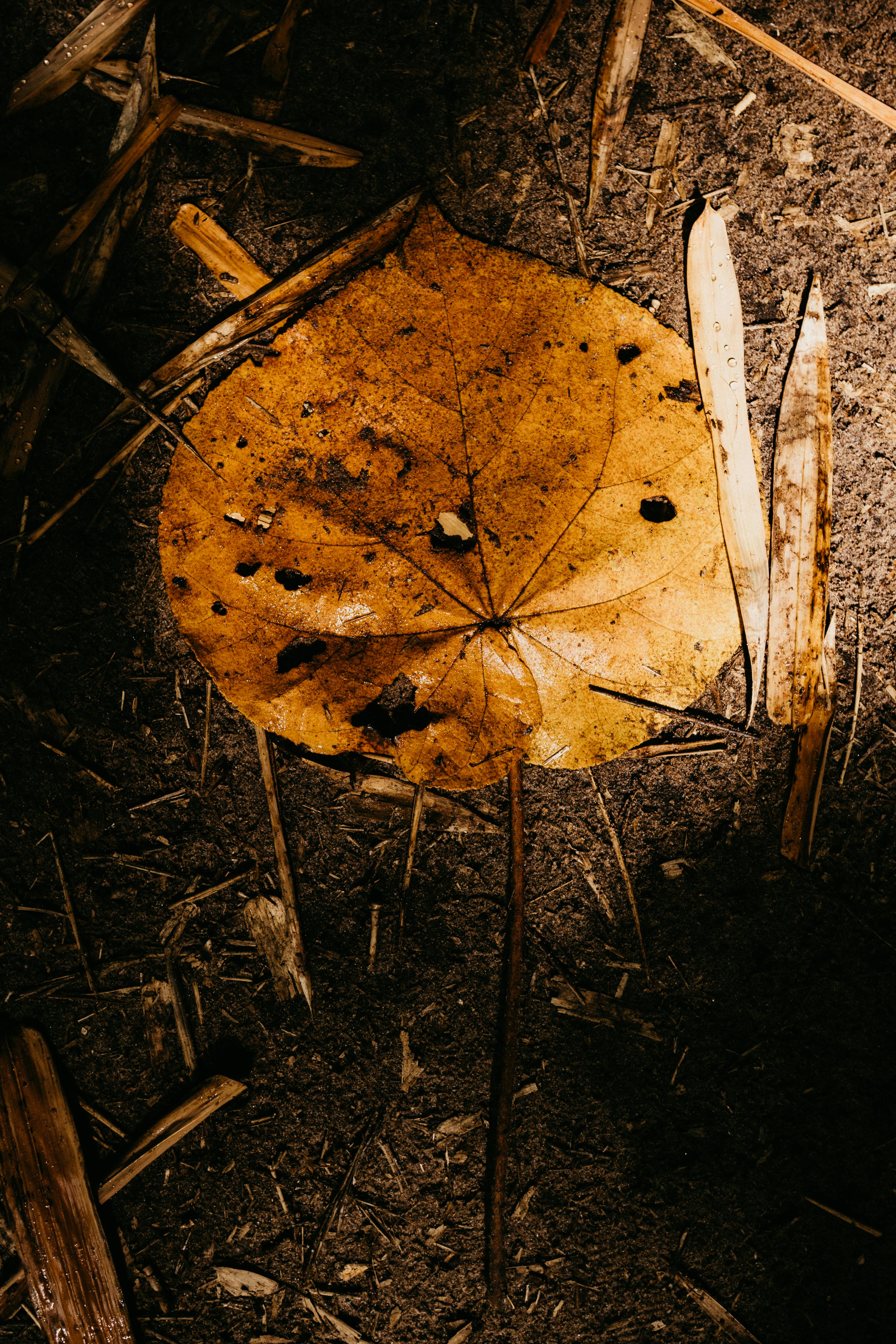Gratuit Imagine de stoc gratuită din a închide, anotimp, arid Fotografie de stoc