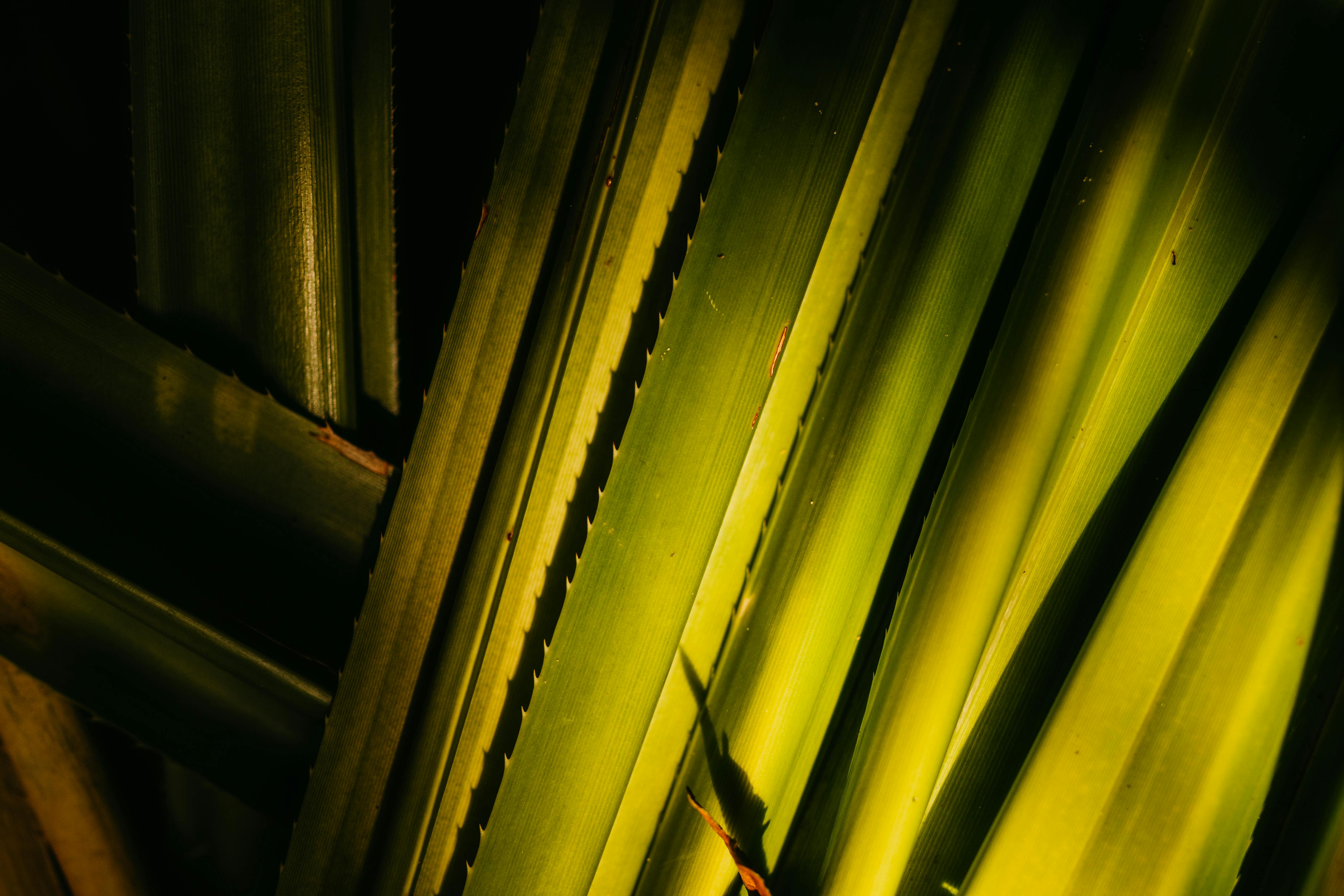 bezplatná Detailní pohled na sluncem zalité zelené palmové listy, zobrazující přirozené textury a stíny v tropickém prostředí. Základová fotografie