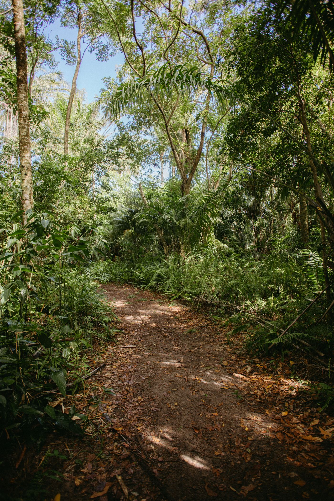 Sunlit jungle path surrounded by dense greenery