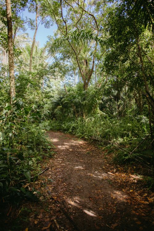 Free Explore a tranquil jungle path in Maraú, Bahia, showcasing Brazil's lush greenery. Stock Photo