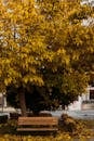 公园里，一棵长满金叶的树下，有一张长凳，映衬着宁静的秋景