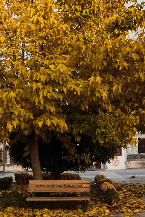 Yellow Leaves Tree on Sidewalk