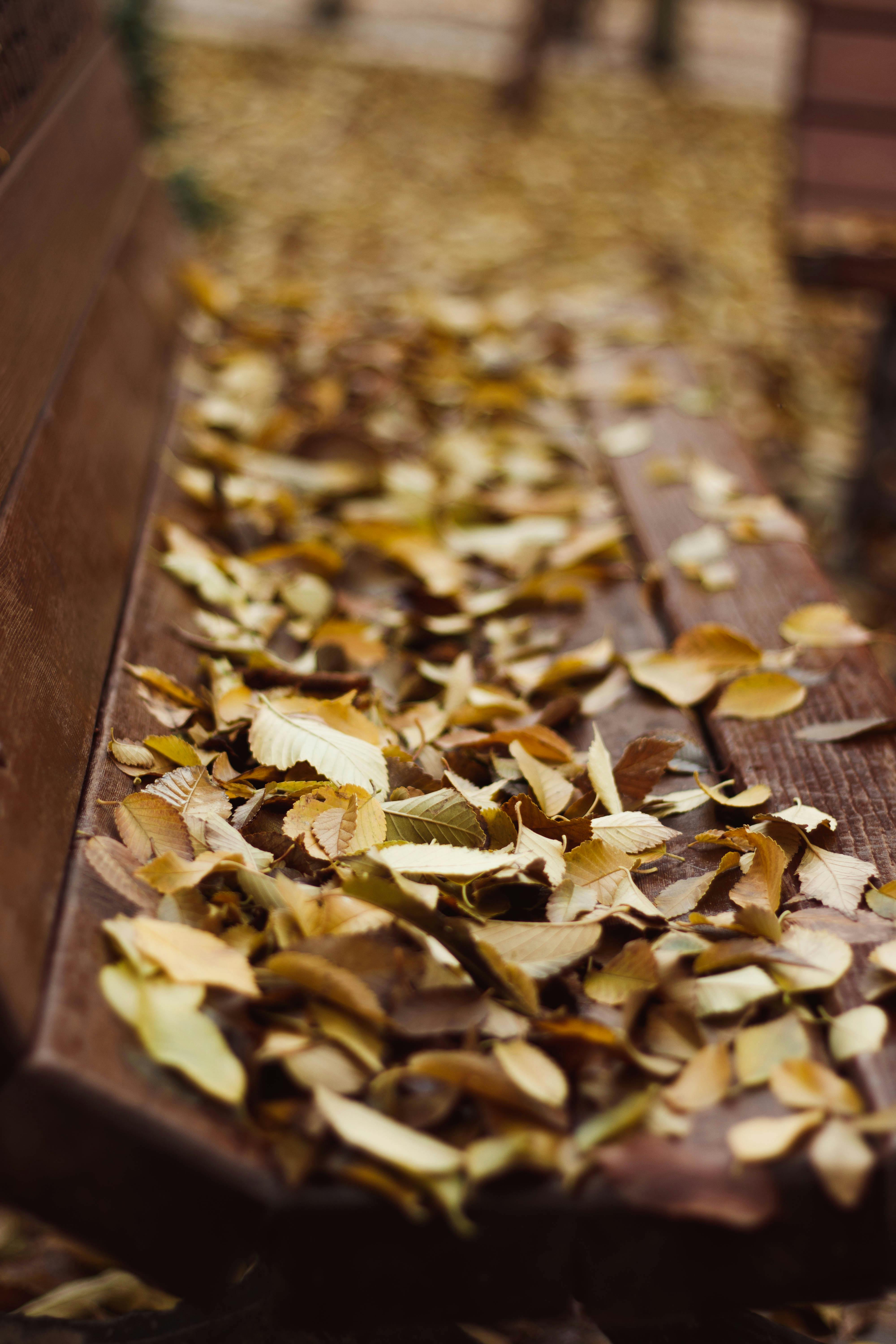 brown leaves on brown wooden surface