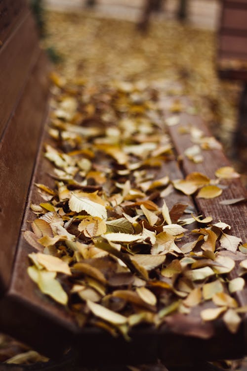 무료 갈색 나무 표면에 갈색 잎 스톡 사진