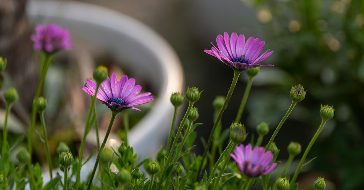 Jardinage à Belgique - Askaide Jardinage à Belgique - Askaide