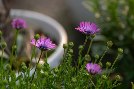 Close-up of purple daisies blooming in a garden, capturing nature's beauty.