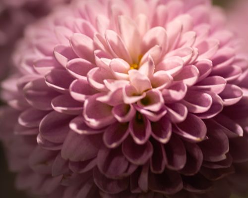 Free Close-up view of a pink chrysanthemum flower highlighting its intricate petals and soft colors. Stock Photo