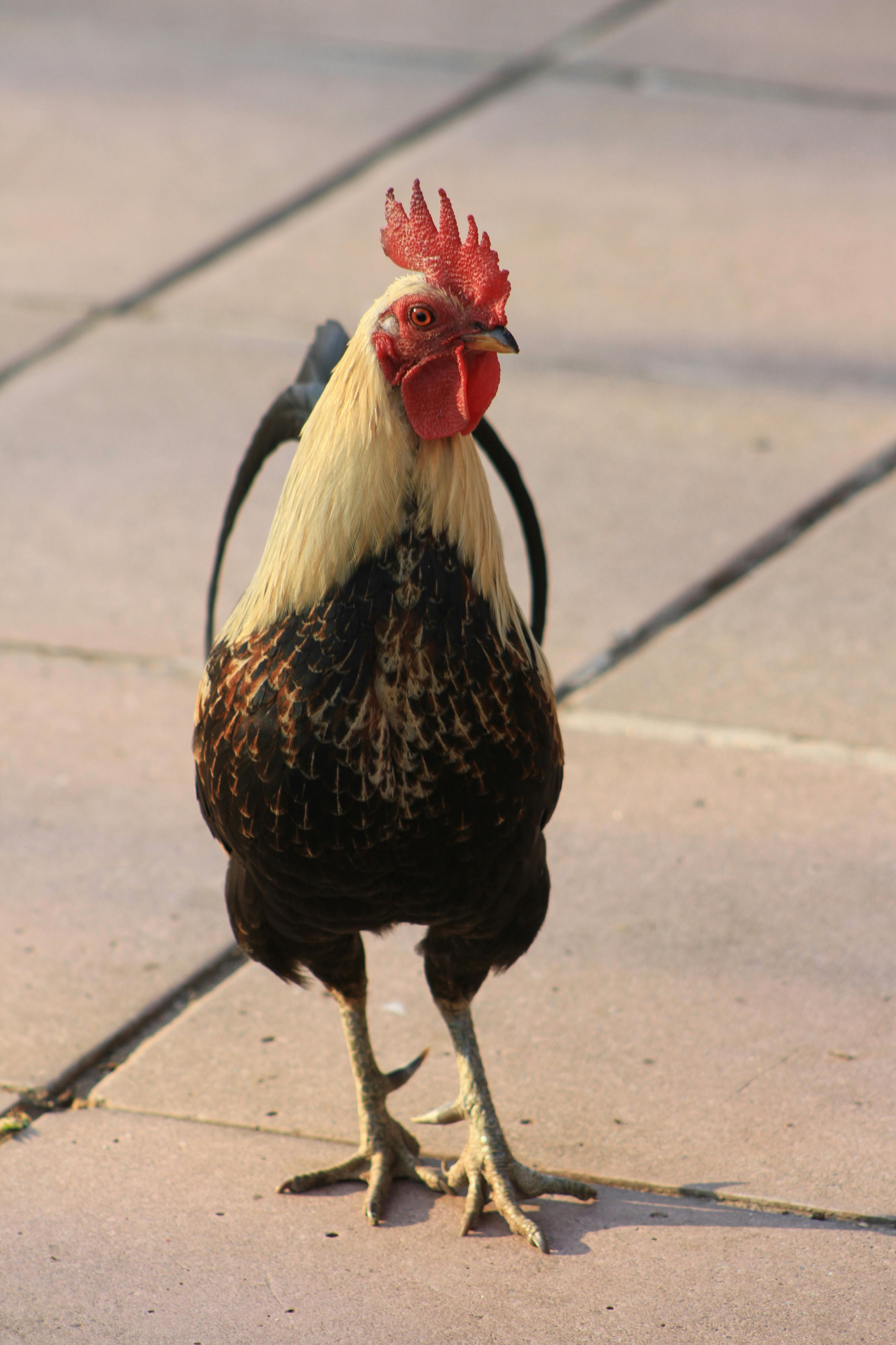 Colorful Rooster on Sunlit Pavement