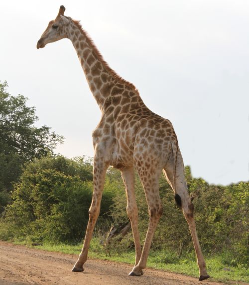 Free A tall giraffe gracefully strides through the African savanna under a bright sky. Stock Photo
