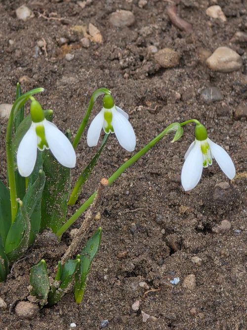 Free Delicate snowdrop flowers emerging from soil herald the arrival of spring. Stock Photo