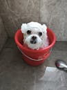 Cute Maltese Dog Bathing in Red Bucket at Home