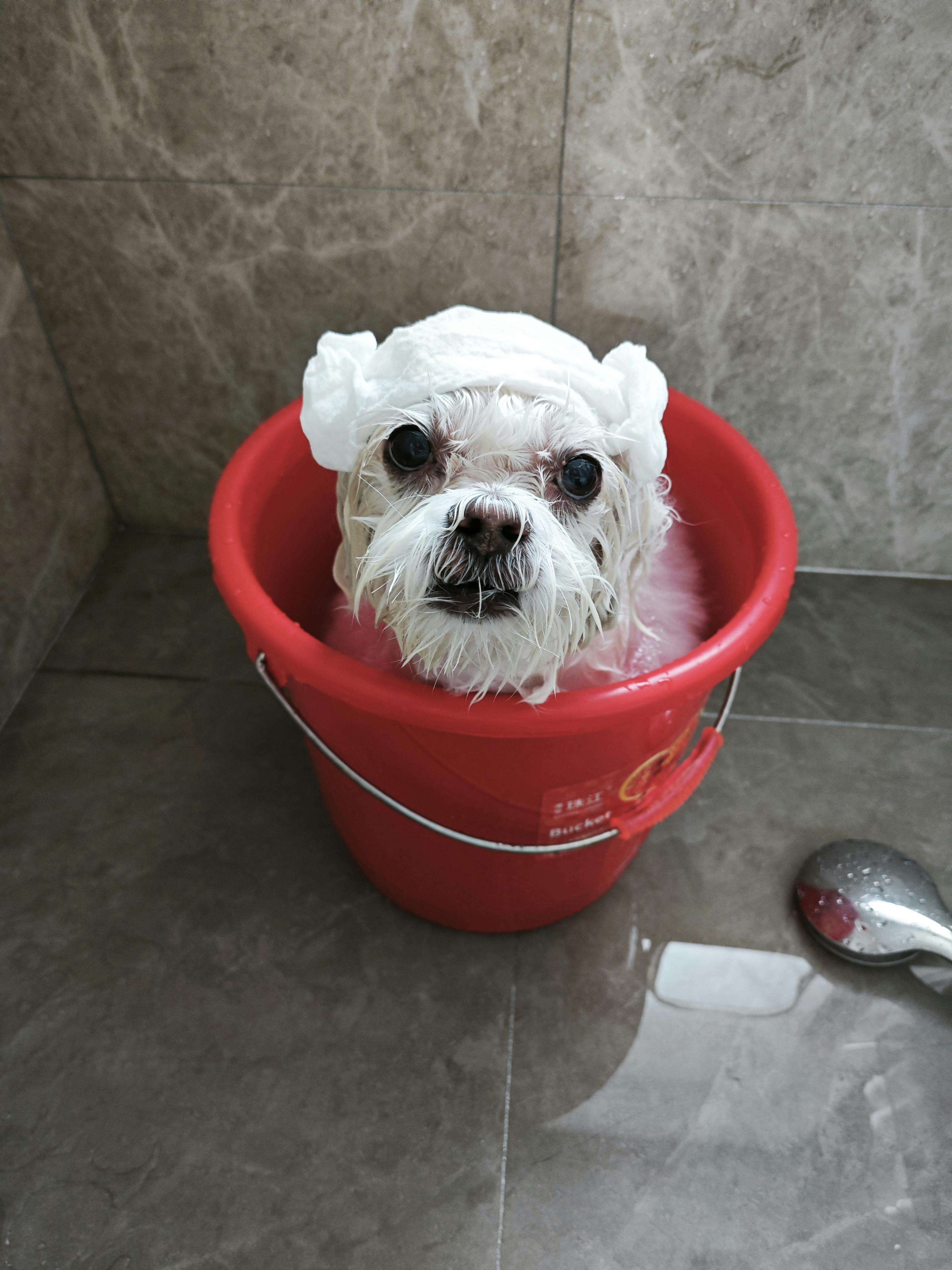 Cute Maltese Dog Bathing in Red Bucket at Home