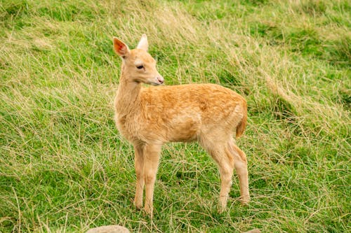 Free stock photo of cute, deer, fawn