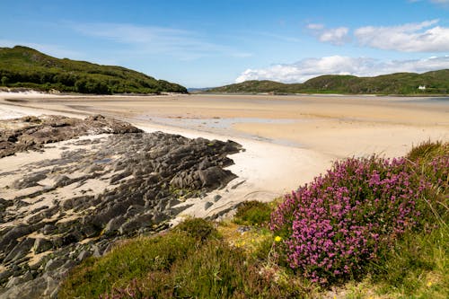 Free stock photo of beach, heather, landscape