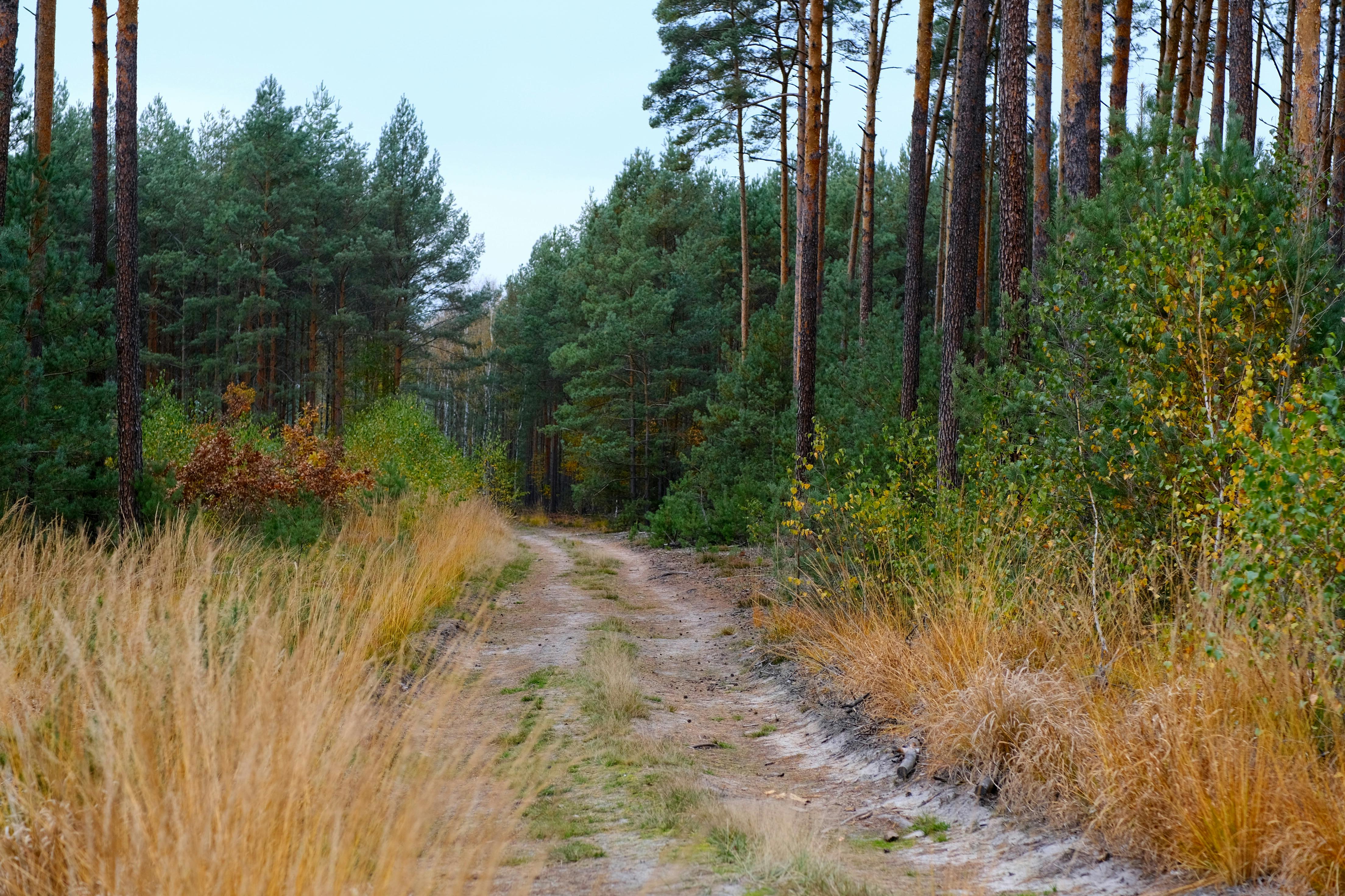 ฟรี ทางเดินดินอันเงียบสงบผ่านป่าสนในฤดูใบไม้ร่วง ที่เต็มไปด้วยใบไม้สีสันสดใส คลังภาพถ่าย