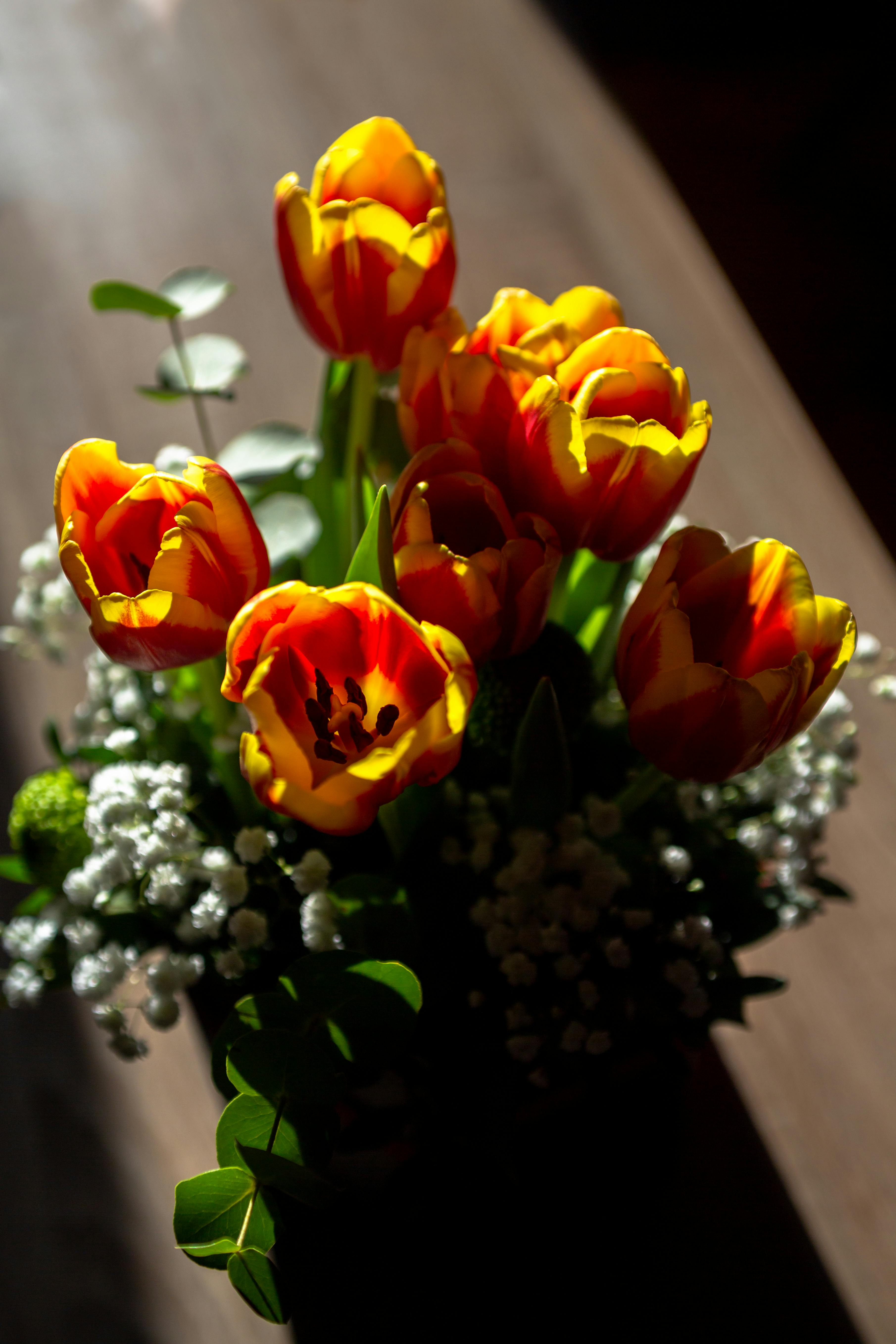 [ColoSach]-stunning-bouquet-of-yellow-red-tulips-with-baby's-breath-in-bright-sunlight.