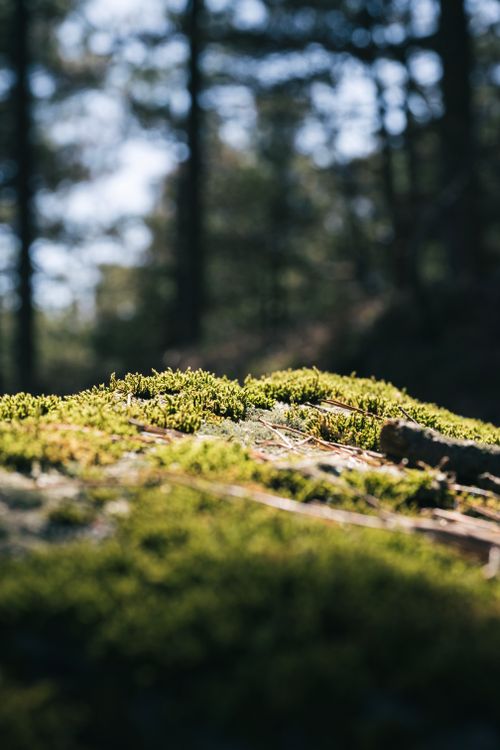 Free Detailed depiction of lush green moss on forest floor under natural sunlight. Stock Photo