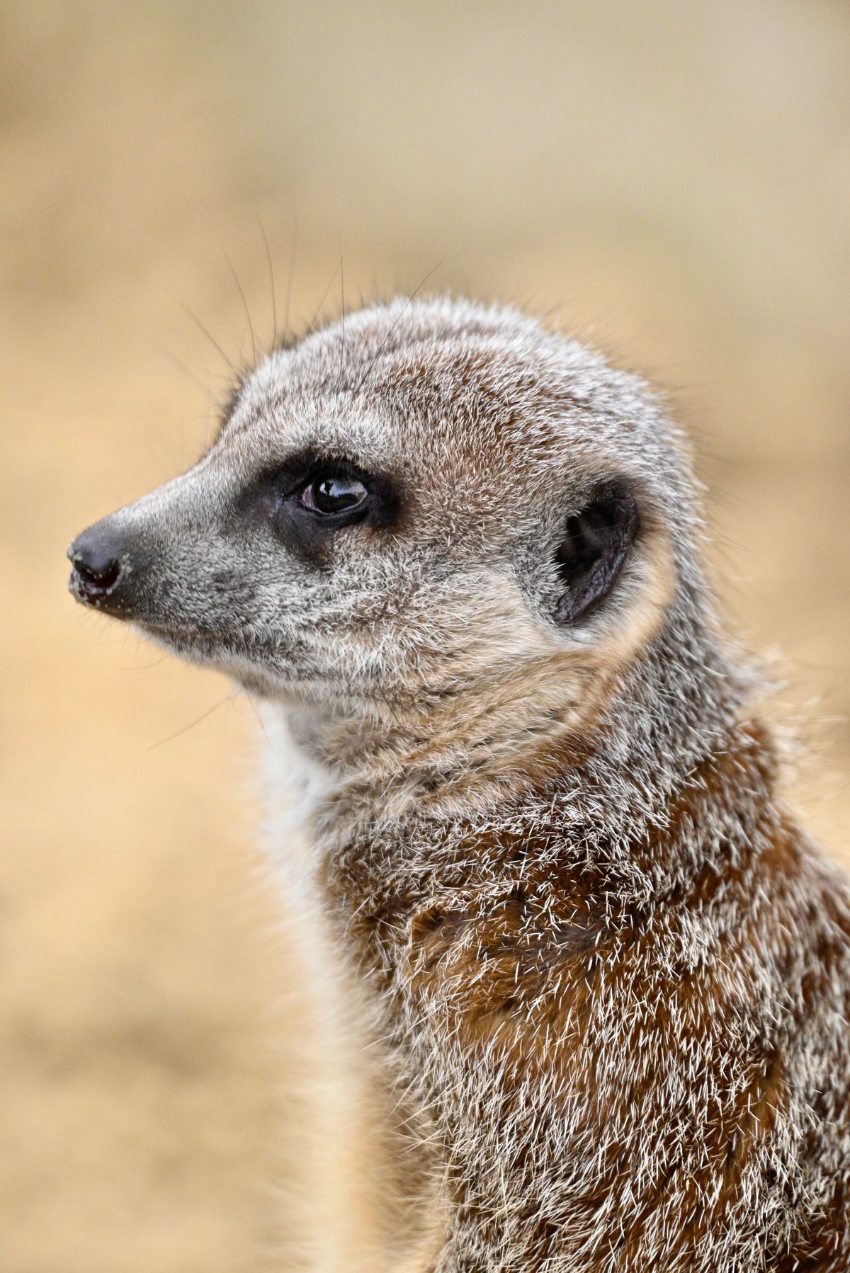 Gros plan sur le visage d'un suricate aux aguets