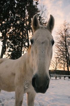 A serene white horse gazing in a snowy winter setting with trees.