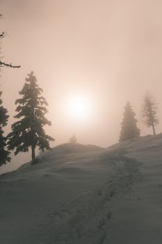 Serene winter scene with snowy trees and soft sunlight breaking through the mist.
