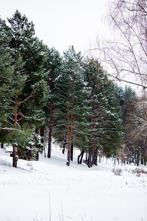 Free Snow-covered evergreen forest on a winter day, showcasing tranquility and natural beauty. Stock Photo