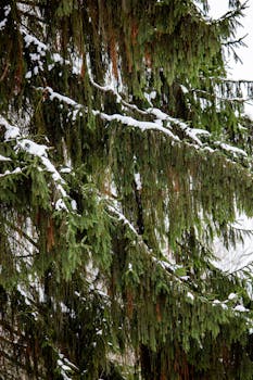 Snow-dusted evergreen branches in a serene winter setting, showcasing nature's beauty.
