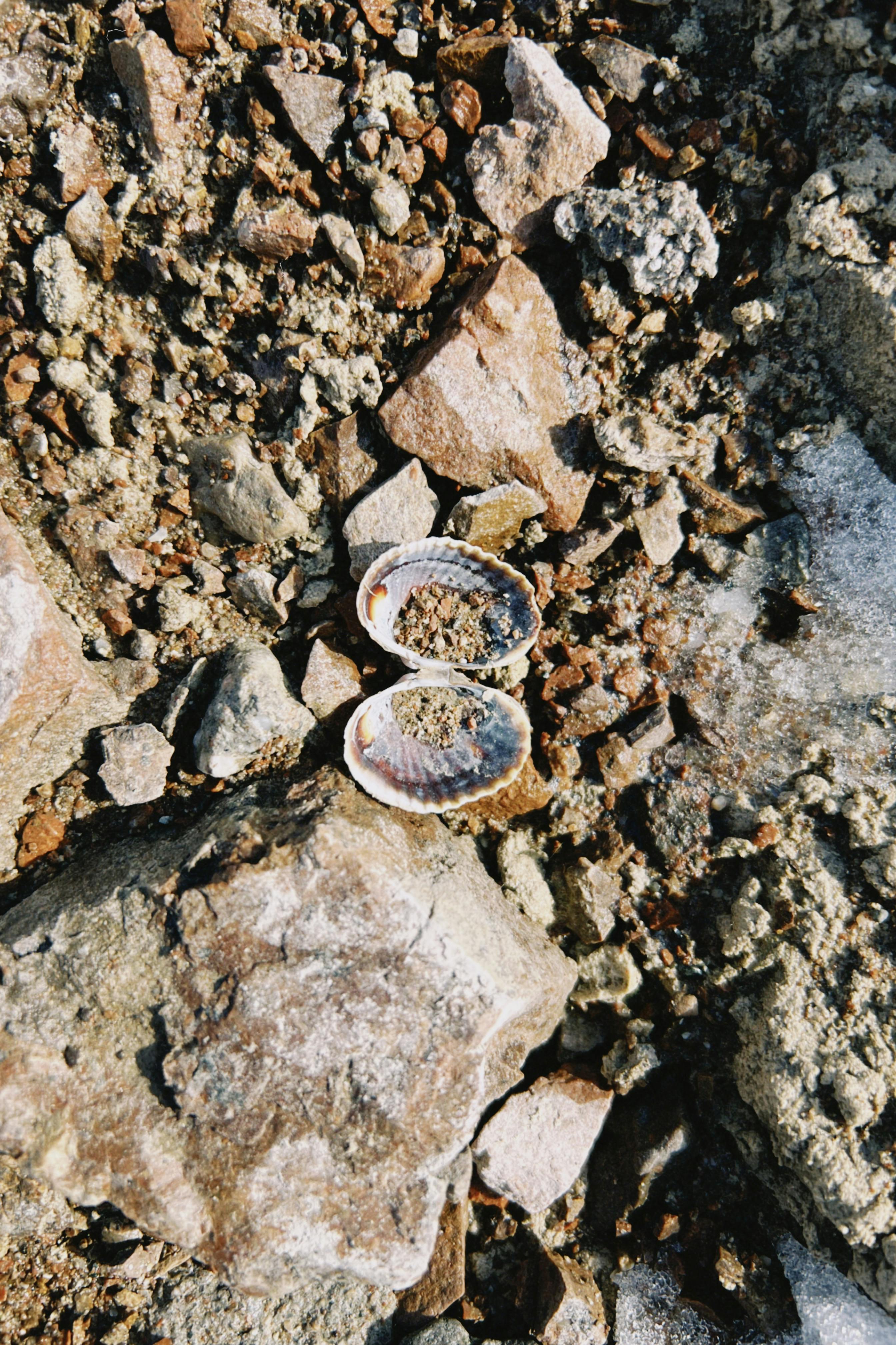 ฟรี ภาพถ่ายระยะใกล้ของเปลือกหอยท่ามกลางโขดหินในเมืองโคนาเยฟ ประเทศคาซัคสถาน คลังภาพถ่าย