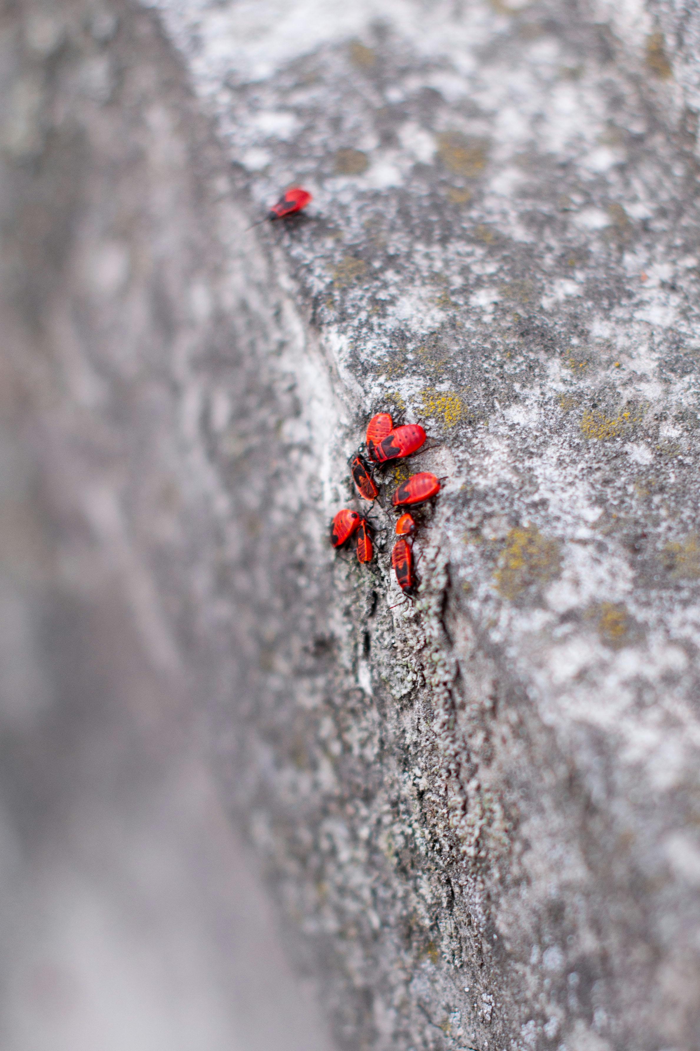 Group of red firebugs crawling on a textured stone surface in a natural setting.
