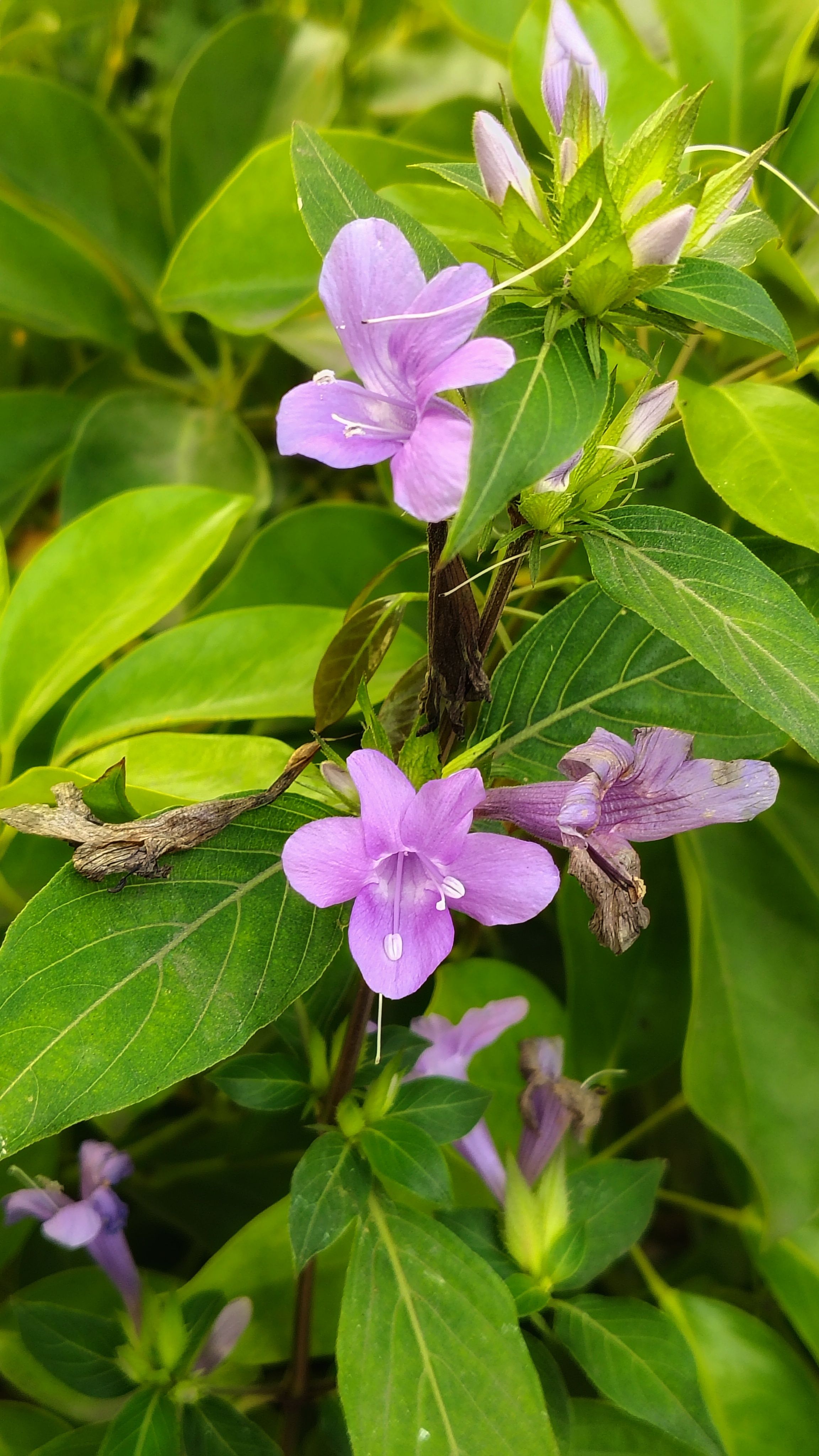 Close-up of vibrant purple flowers amidst lush green leaves, showcasing natural beauty.
