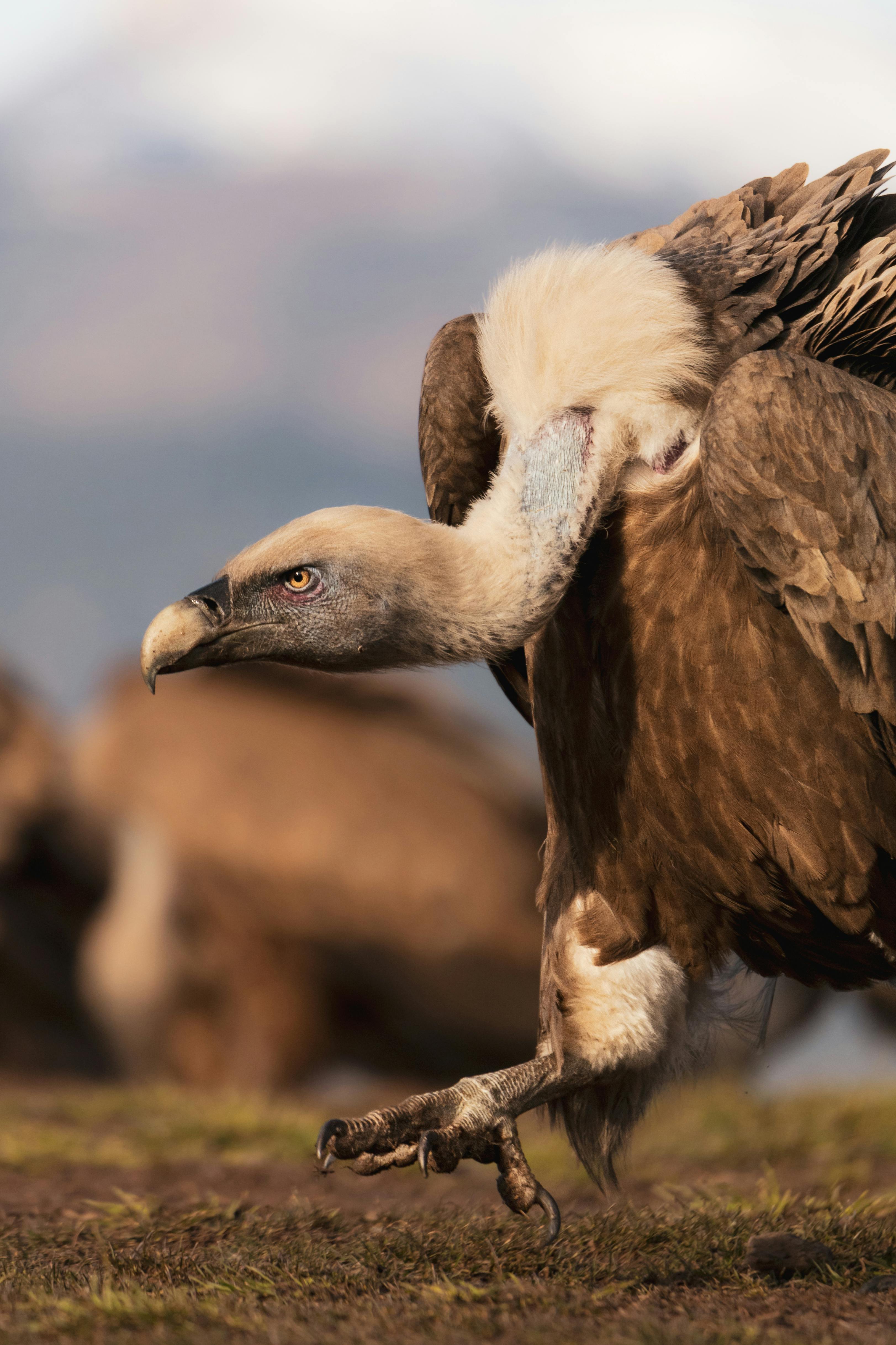 bezplatná Základová fotografie zdarma na téma @ venku, biodiverzity, detail Základová fotografie