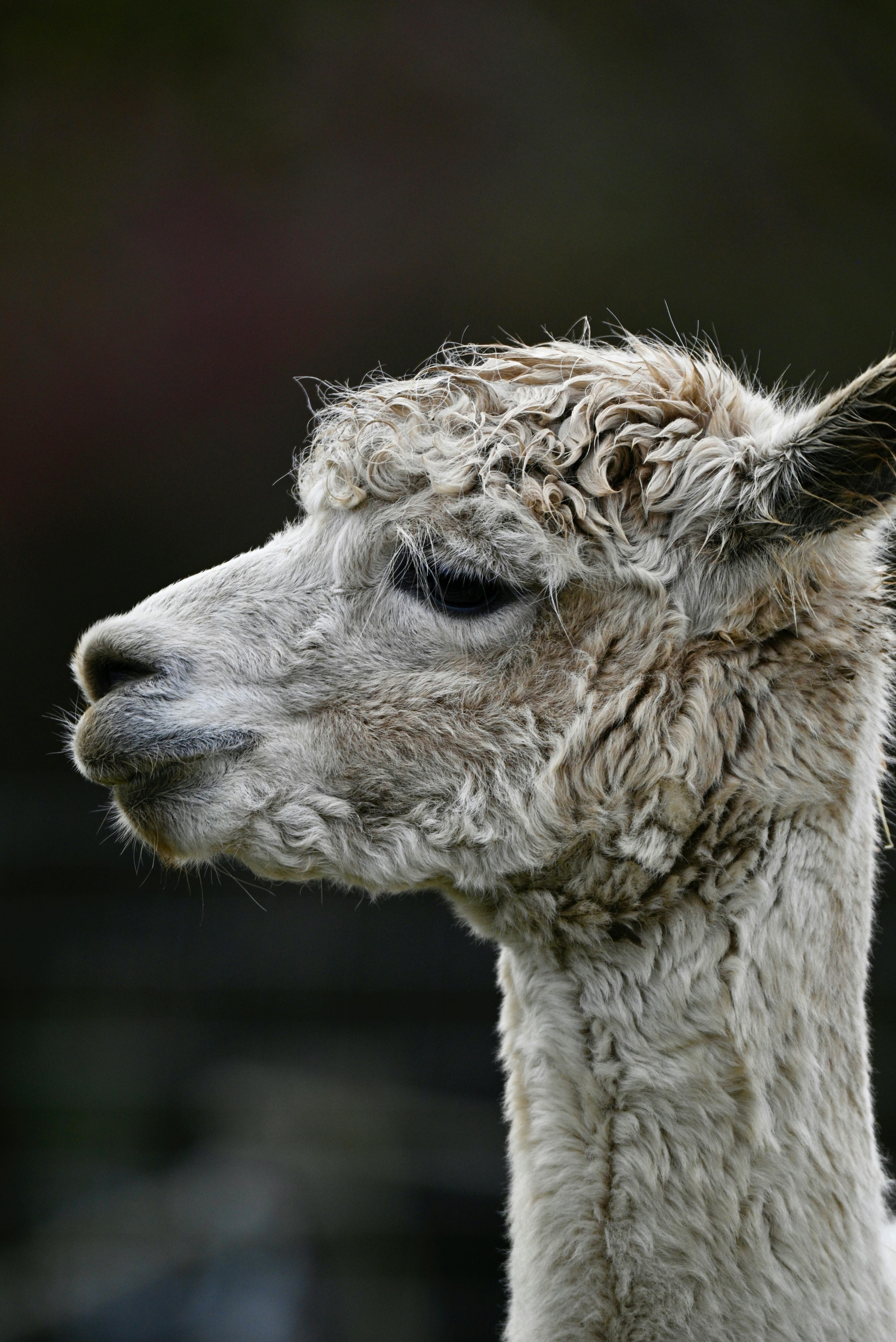 Only Fools And Horses