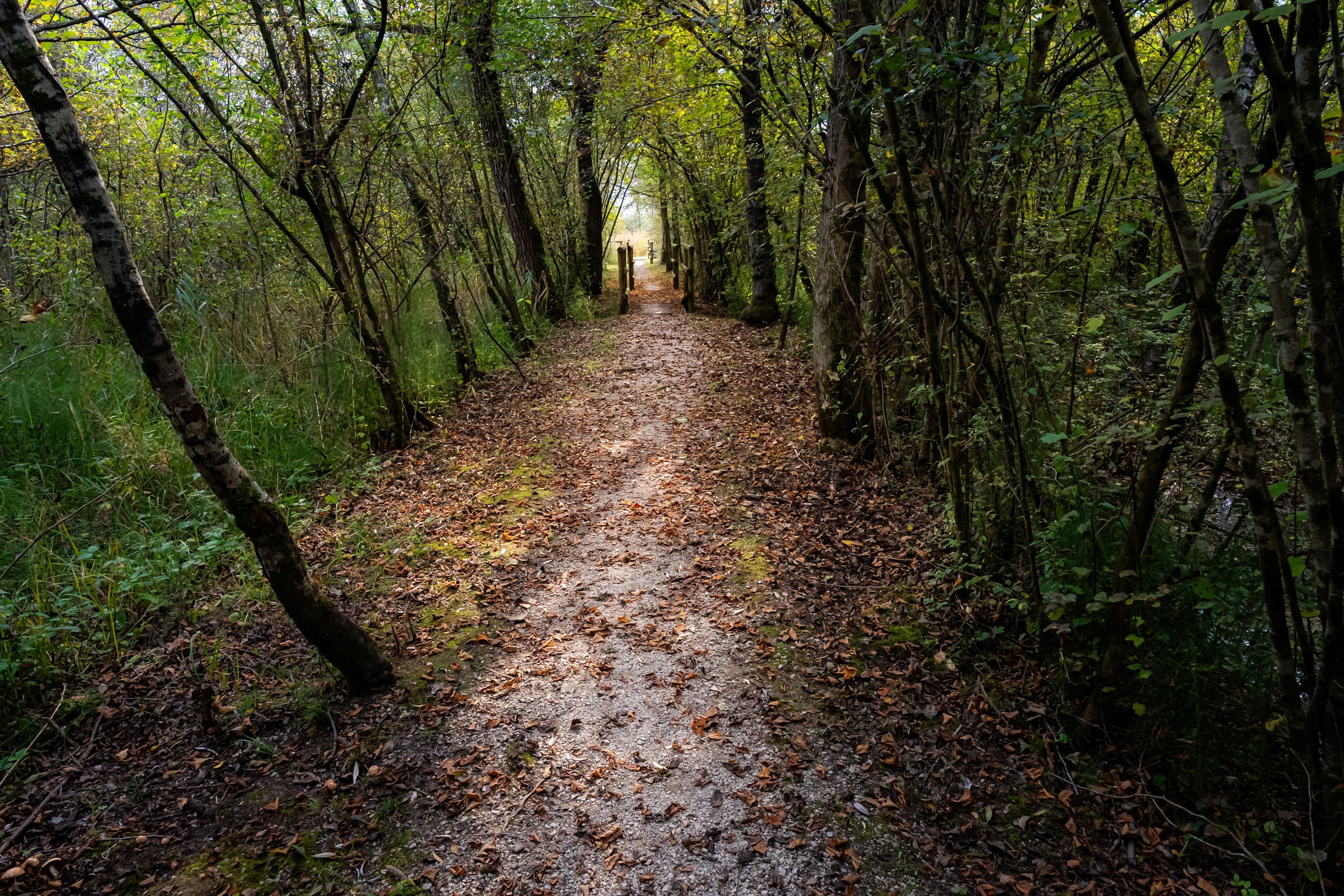 Social rules as a discovery path to streaming and gaming — Photo by Cătălin Todosia on Pexels