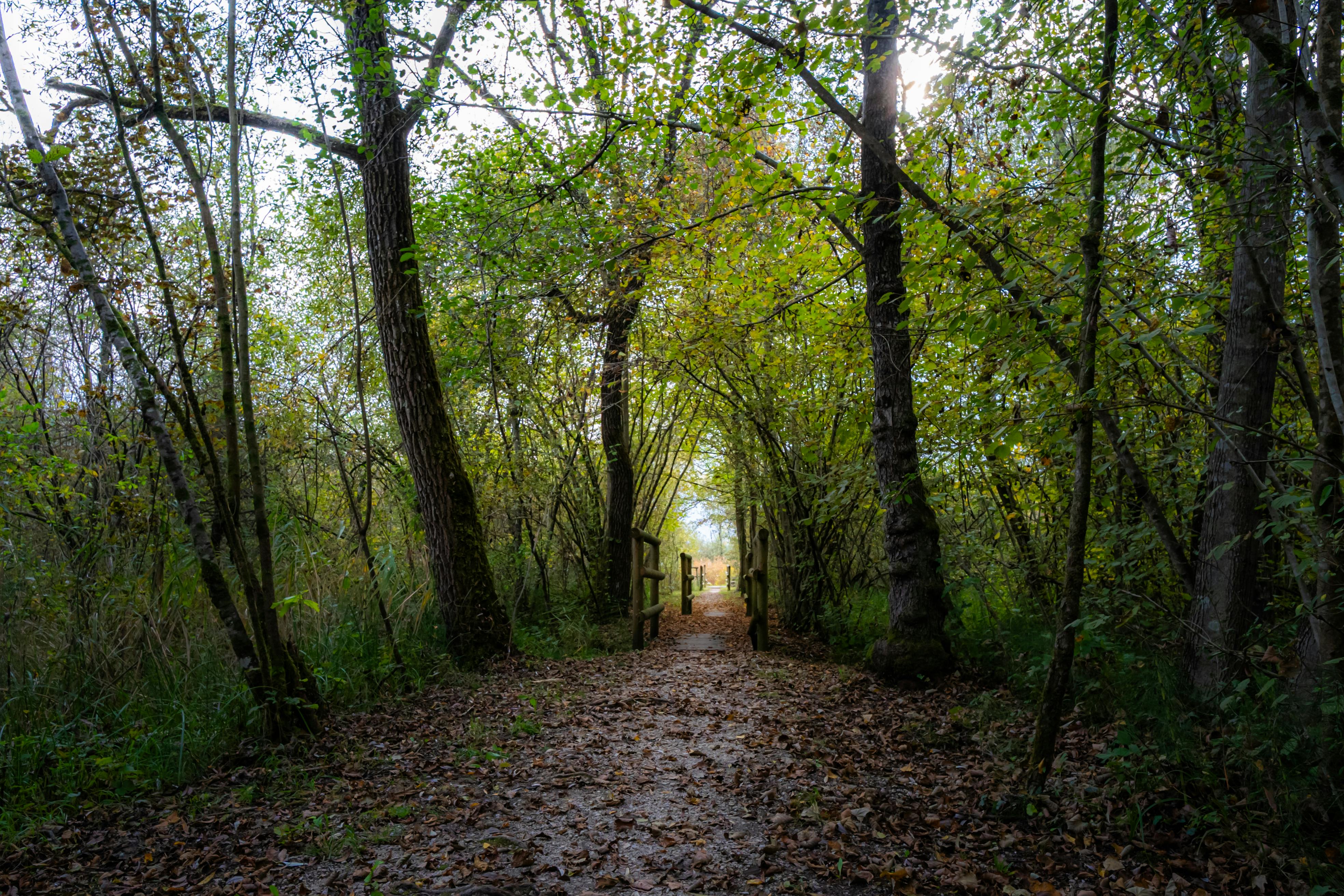 bezplatná Základová fotografie zdarma na téma @ venku, botanický, cestování Základová fotografie