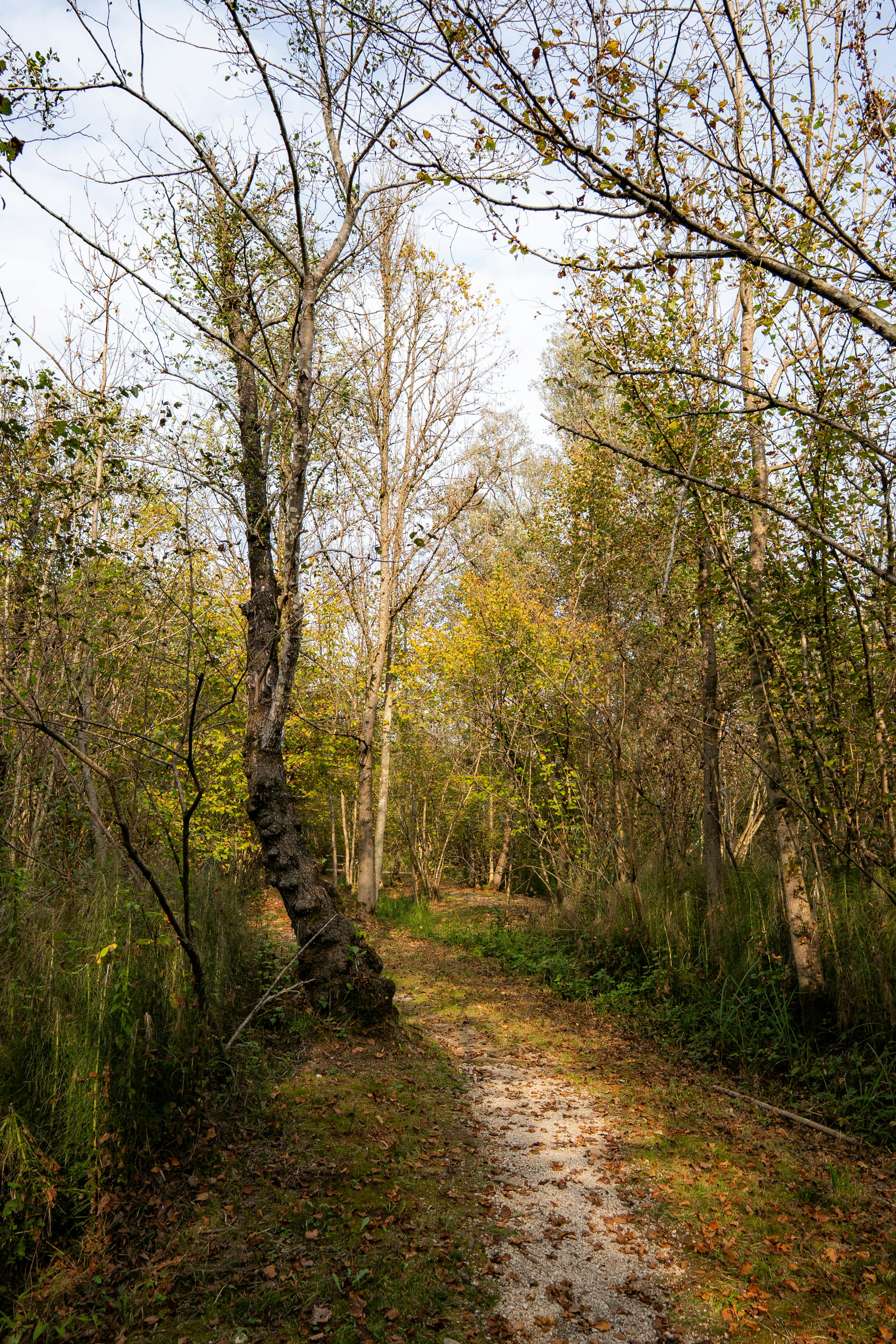 Ilmainen Rauhallinen metsäpolku, jota ympäröivät syksyiset puut kirkkaan taivaan alla. Kuvapankkikuva