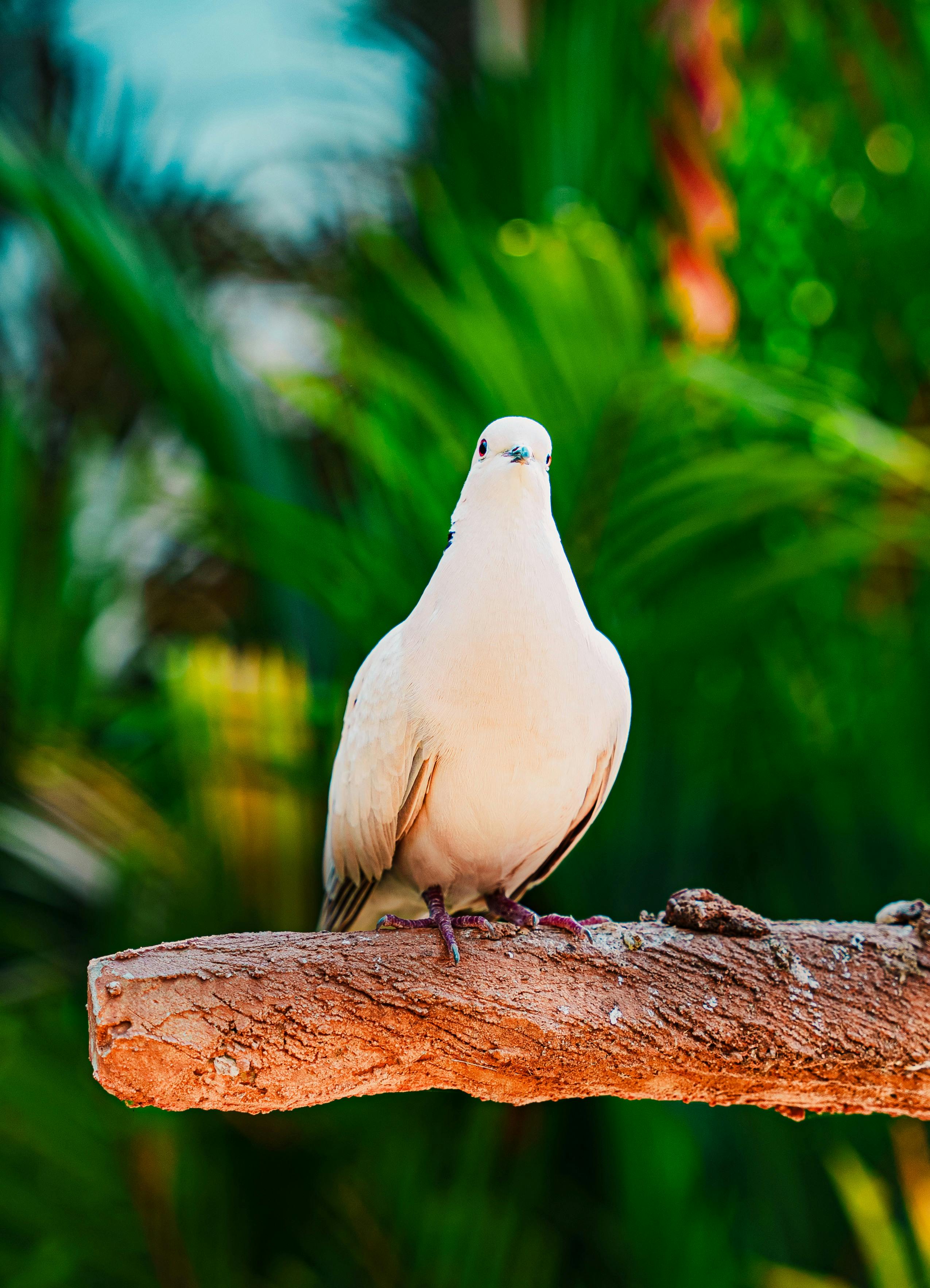 免费 一只白鸽优雅地栖息在枝头，背景是郁郁葱葱的绿植。 素材图片