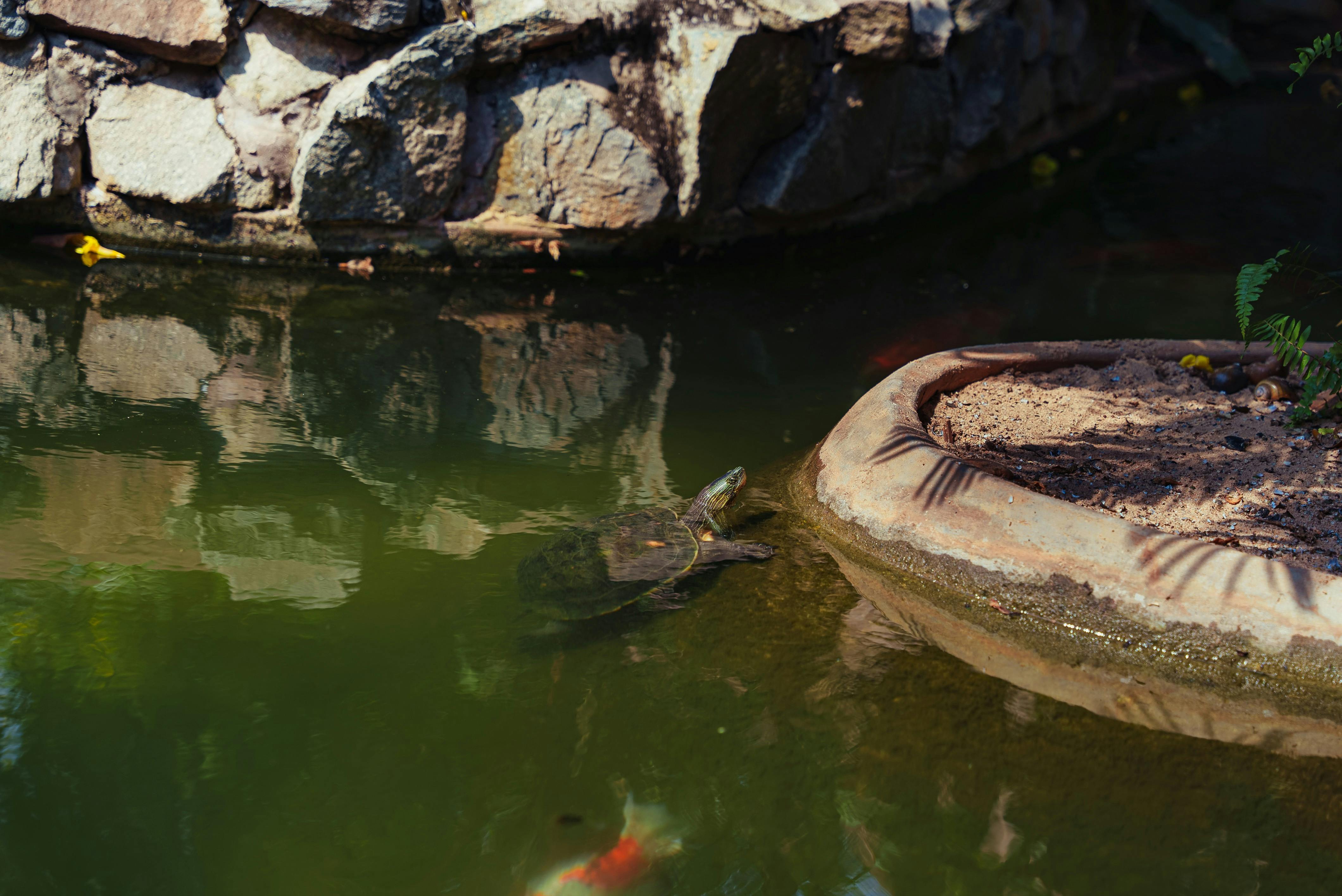 Безкоштовне стокове фото на тему «@outdoor, біологія, біорізноманіття» стокове фото