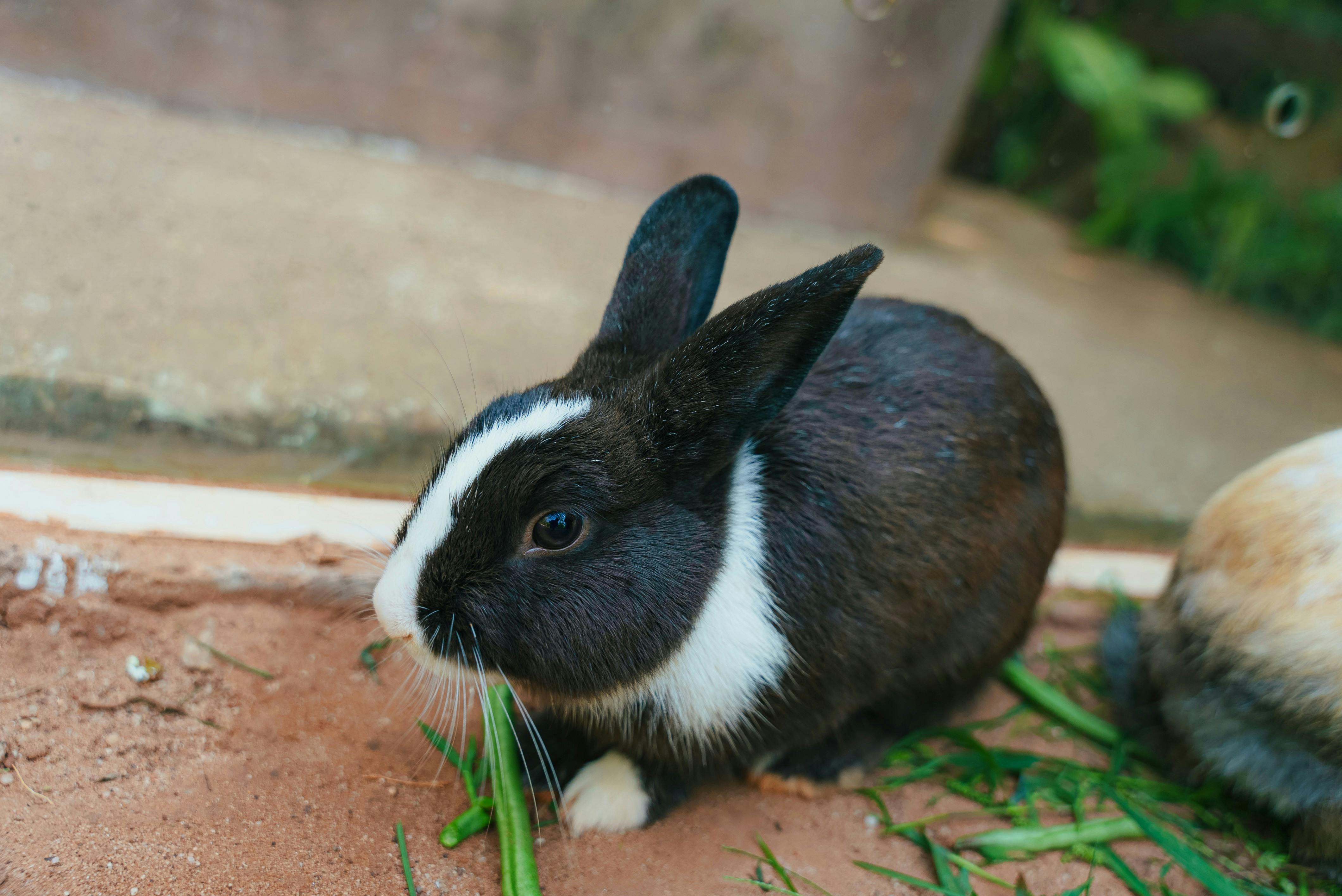 免費 @戶外, 兔子, 兔子耳朵 的 免費圖庫相片 圖庫相片
