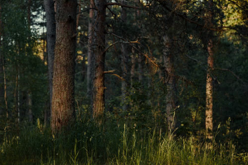 Free Peaceful forest scene with tall trees and vibrant green foliage in natural sunlight. Stock Photo