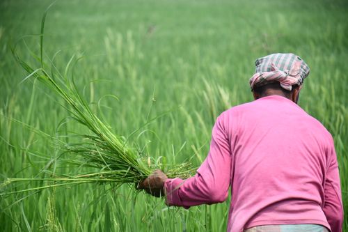 Free A South Asian farmer in a vibrant pink shirt harvests paddy in Rangpur, Bangladesh. Stock Photo