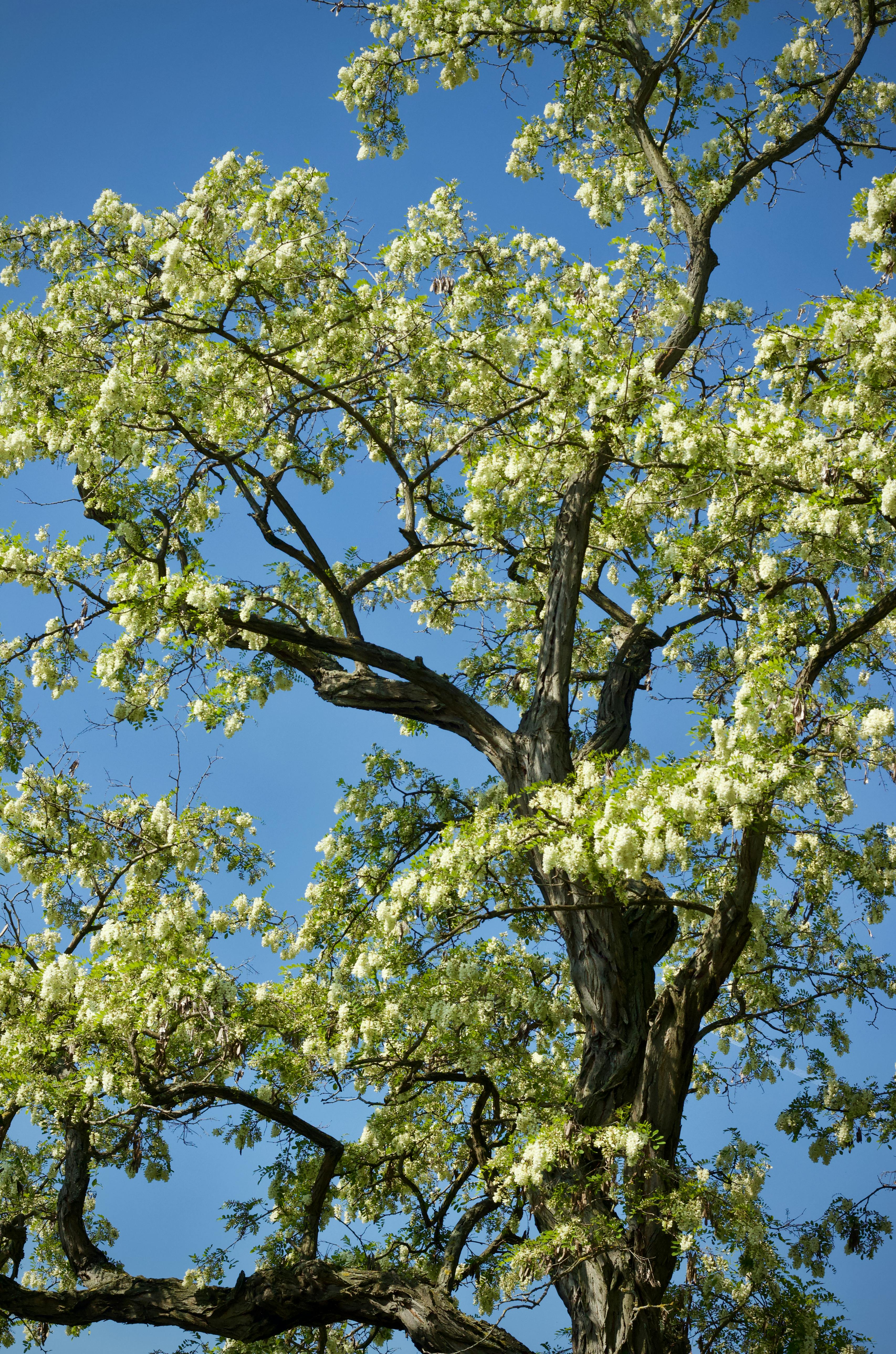 ฟรี ต้นไม้เขียวชอุ่มที่ออกดอกสีขาวบานสะพรั่งใต้ท้องฟ้าสีครามสดใส เป็นภาพที่สื่อถึงฤดูใบไม้ผลิอย่างแท้จริง คลังภาพถ่าย