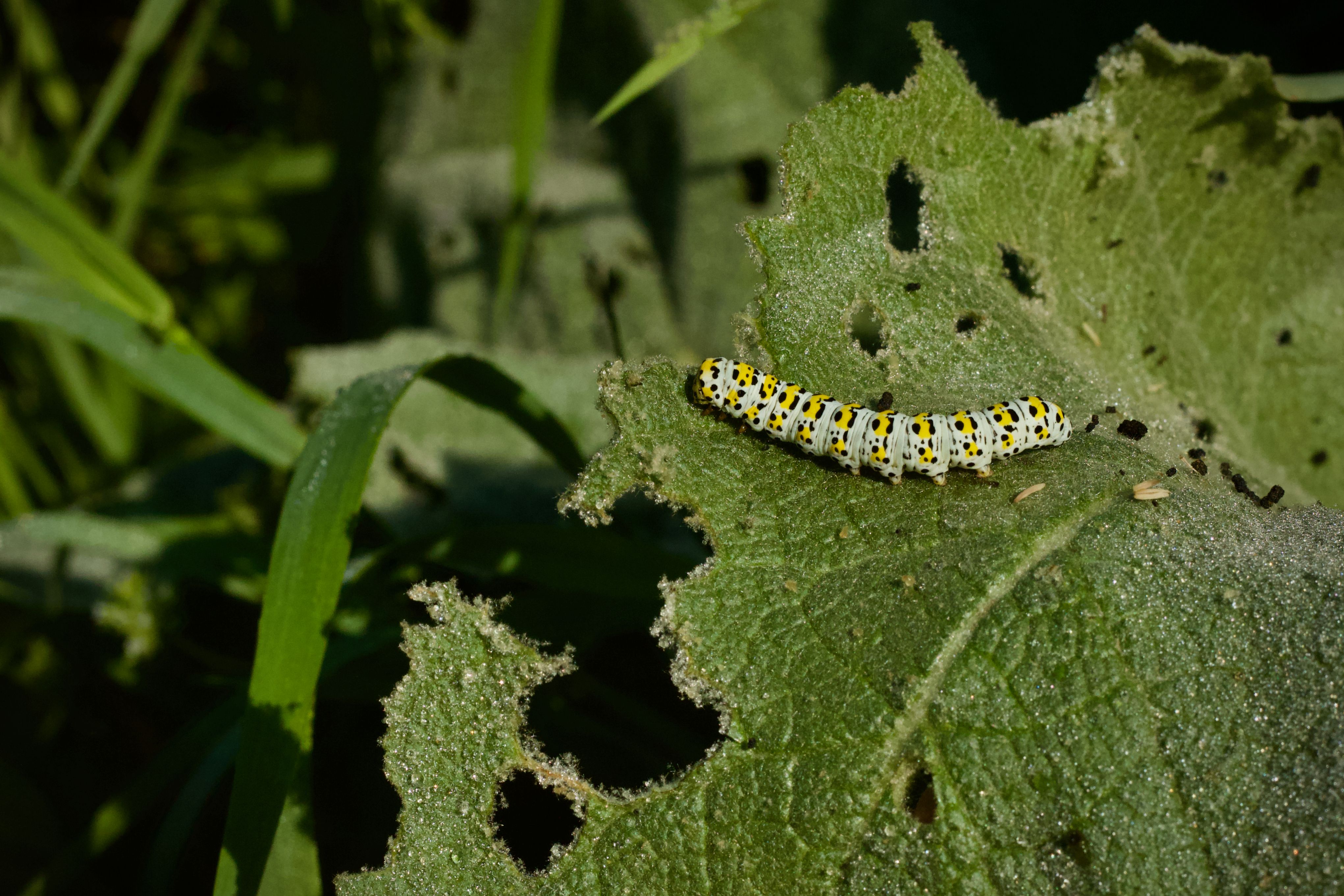 Vibrant caterpillar crawling on a lush green leaf in natural sunlight.