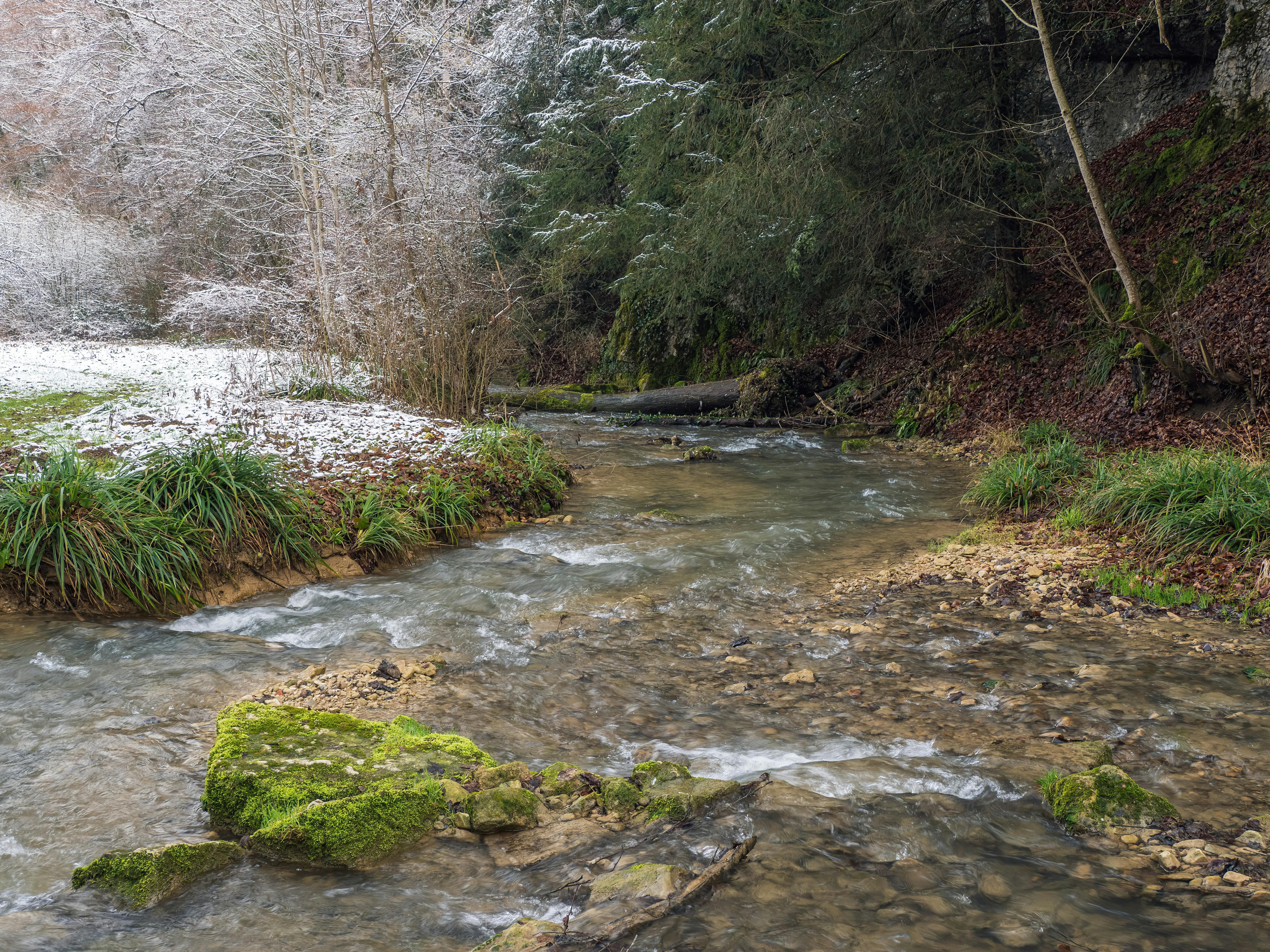 bezplatná Klidný potok protéká zasněženým lesem a zachycuje krásu a klid zimy. Základová fotografie