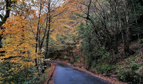 Black Asphalt Road Between Brown Trees