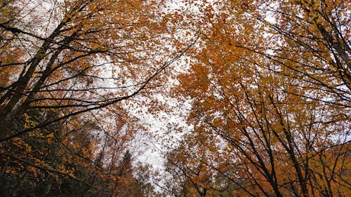 Foto d'estoc gratuïta de arbres, bosc de tardor, branques d'arbre