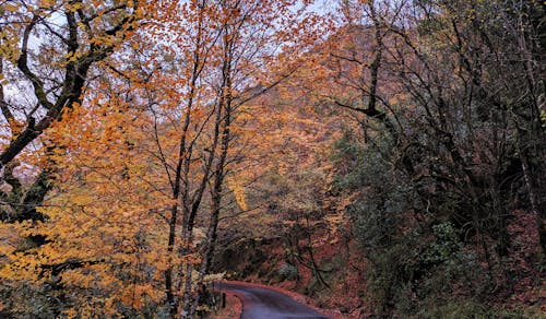 樹木之間的道路照片