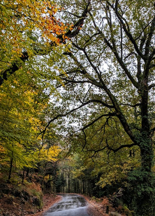 Green and Yellow Trees