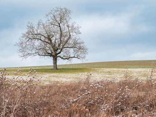 Free A solitary tree stands on a gently snow-dusted field under a cloudy winter sky. Stock Photo