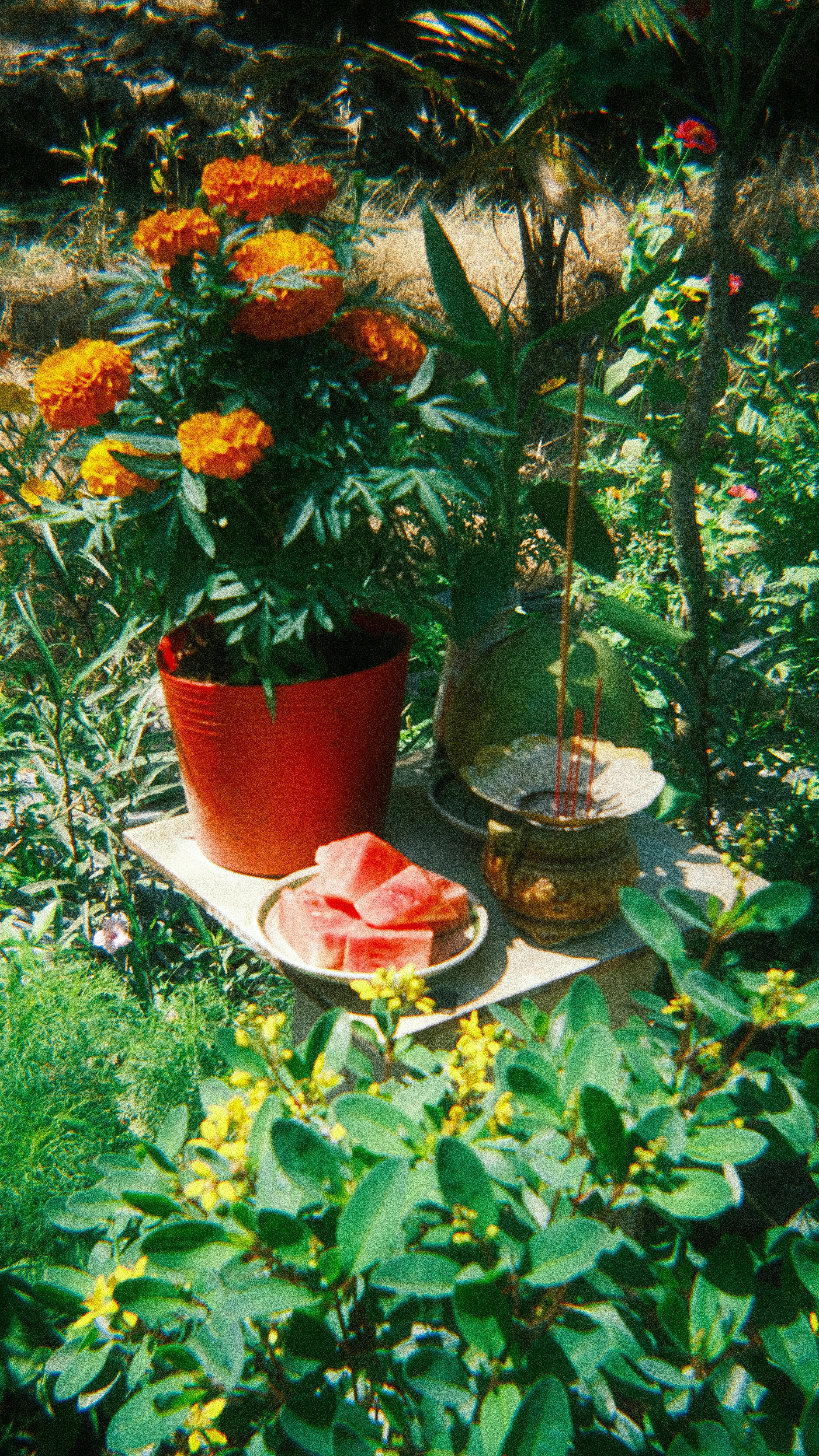 Free Outdoor altar with marigolds, watermelon, and incense in a lush garden setting. Stock Photo