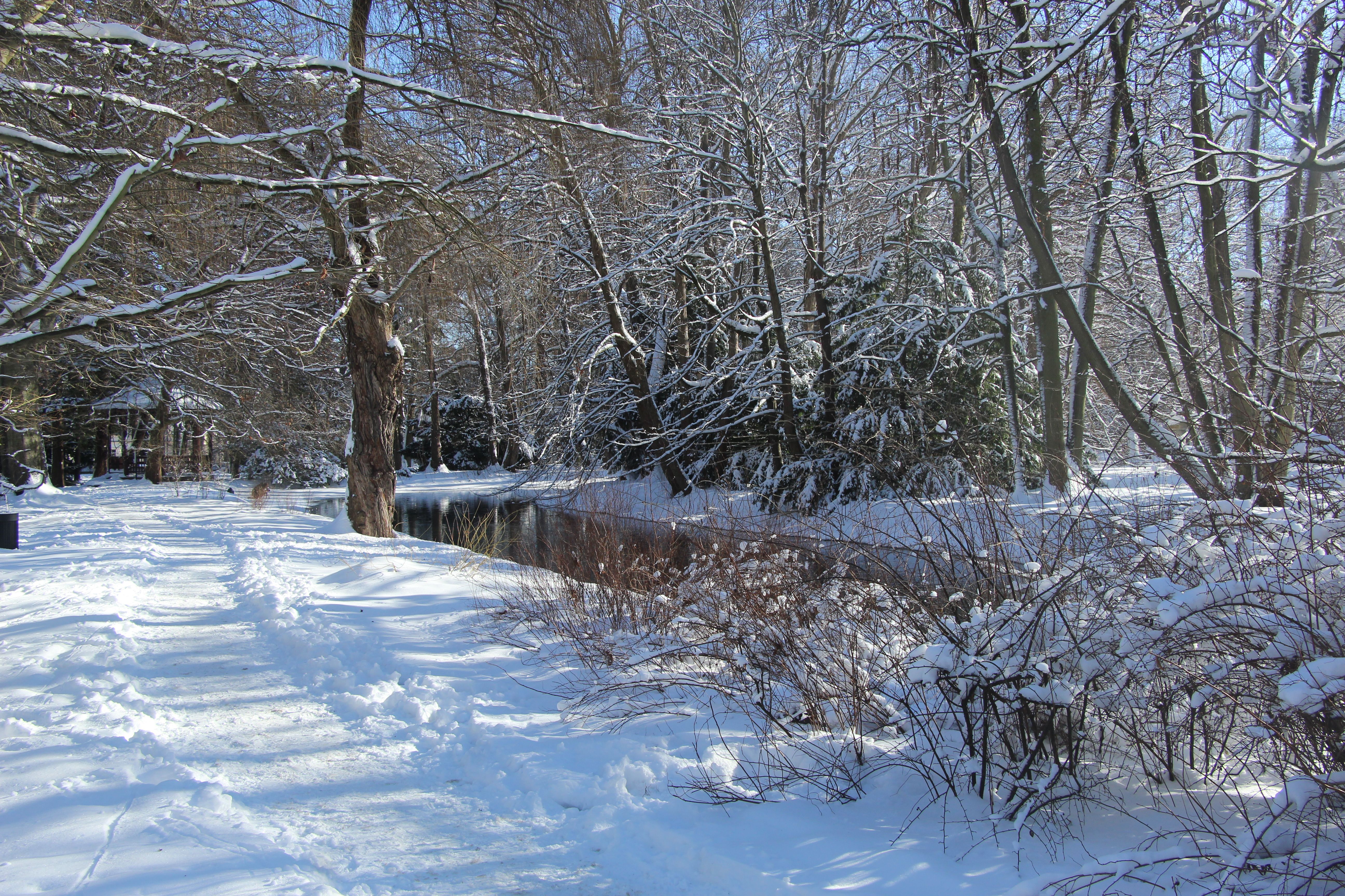 Serene Winter Wonderland in a Snow-Covered Forest · Free Stock Photo